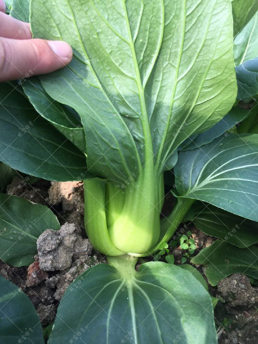 1557817266185571.jpg 微信圖片_20171113170205.jpg