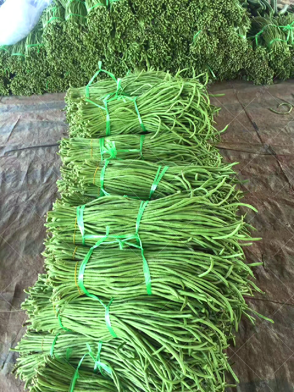 1557970921778083.jpg 25.jpg