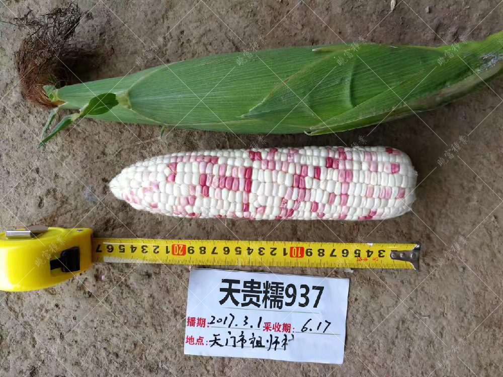 1558490018275458.jpg 41.jpg