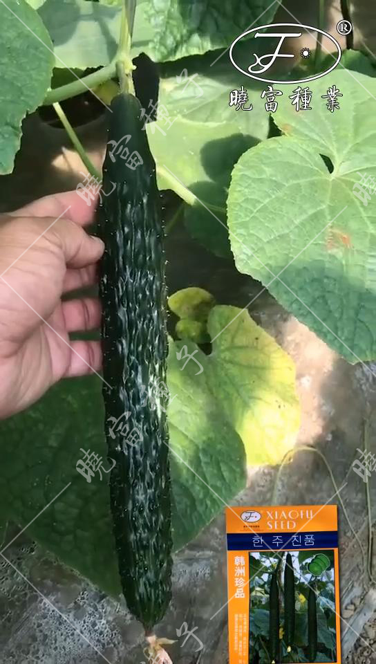 1585990163263612.jpg 08.jpg