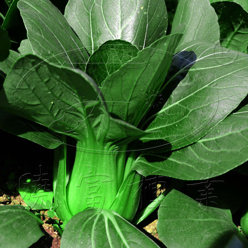 1602150584561349.jpg 06.jpg